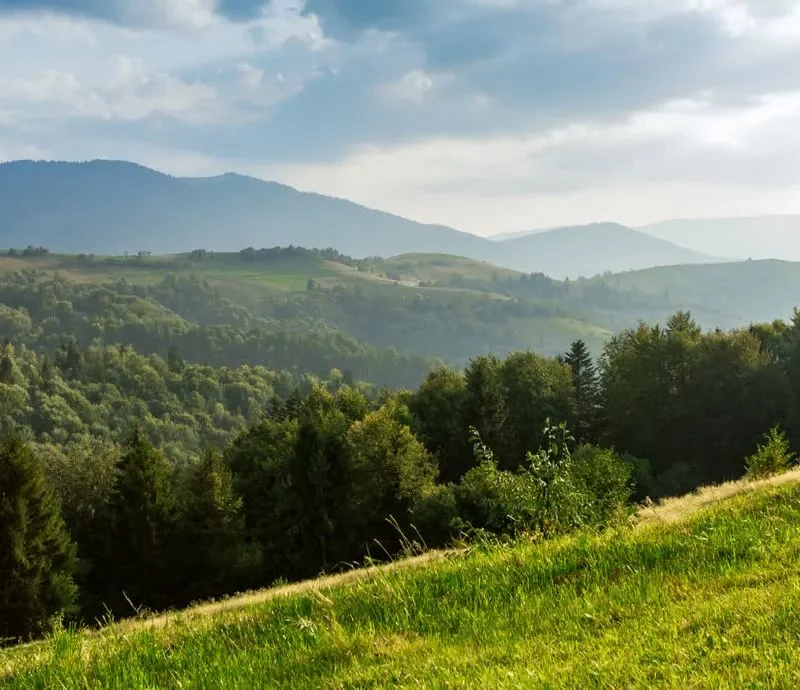 goodforest gestion des risques forestiers