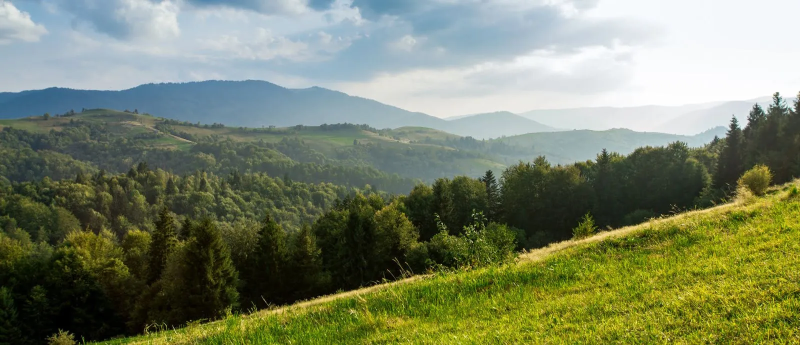 goodforest gestion des risques forestiers